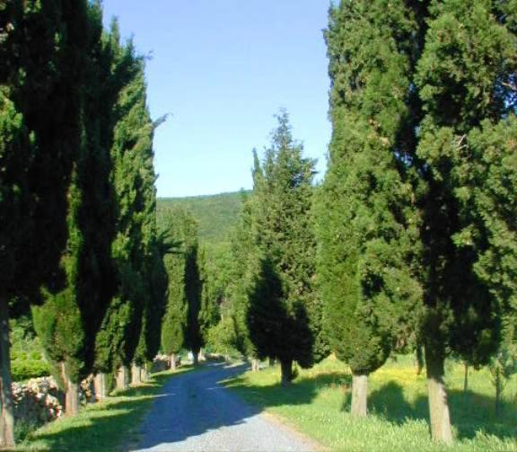 Agriturismo Natura E Salute San Gimignano Kültér fotó