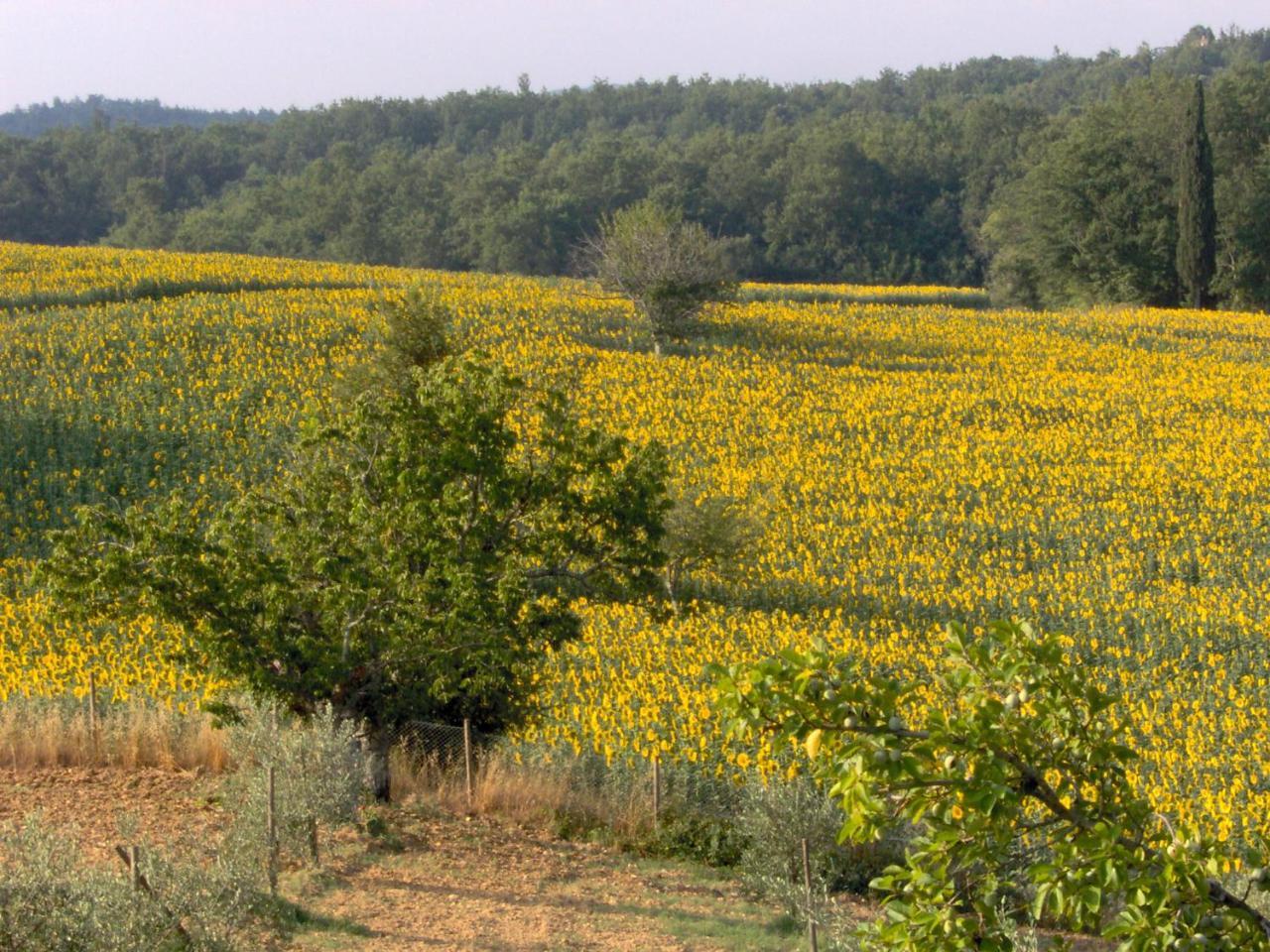 Agriturismo Natura E Salute San Gimignano Kültér fotó